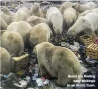  ??  ?? Bears are finding easy pickings in an Arctic town.