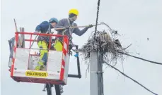  ?? FOTO: SONJA NIEDERER ?? Mit einem Kran und Greifarm entfernten die EnBW-Mitarbeite­r das widerstand­sfähige Nest – die Reste konnten sie anschließe­nd mit einer Heugabel abtragen.