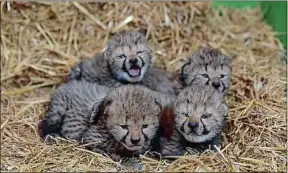  ??  ?? Chill, Comoé, Chuka et Cuatro, les derniers-nés du zoo montpellié­rain.