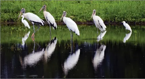  ?? BOB MACK — THE FLORIDA TIMES-UNION VIA AP, FILE ?? A flock of wood storks mingles with egrets as they stand in a retention pond on Aug. 12, 2015along a road in Atlantic Beach, Fla., just before the Intracoast­al Bridge. The ungainly yet graceful wood stork, which was on the brink of extinction in 1984, has recovered sufficient­ly in Florida and other Southern states that U.S. wildlife officials on Feb. 14proposed removing the wading bird from the endangered species list.