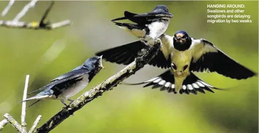  ??  ?? HANGING AROUND: Swallows and other songbirds are delaying migration by two weeks