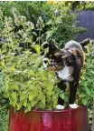  ??  ?? Catnip is great for cats, but it’s also good for humans.