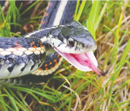  ??  ?? The red-sided garter snake — one of six or seven species common to Alberta — is known for its red markings and dark green colouring.