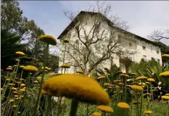  ?? (Photo doc Frantz Bouton) ?? Ce jardin d’acclimatat­ion, propriété de l’État, réunit sur plusieurs hectares des arbres, des plants et des arbustes du monde entier.