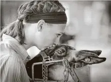  ?? Steve Gonzales / Staff photograph­er ?? Sidney Grice of League City kisses her sheep “Kronk” during the Pasadena Livestock Show on Sunday.