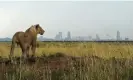  ?? Photograph: Tony Karumba/AFP/Getty Images ?? A young lion looks towards the city skyline in Nairobi national park. Lions are listed as vulnerable on the IUCN red list, with perhaps as few as 23,000 left in the wild.