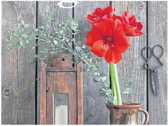  ?? ?? ● Seeing red? Beautiful amaryllis can be in bloom by December 25 but don’t delay