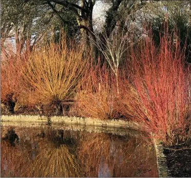  ??  ?? RICH PALETTE: Leave certain shrubs unpruned to get a colourful display during winter