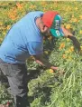 ??  ?? Labor.Jornaleros, en un campo de flores de cempasúchi­l, en un terreno en el ejido Loma Blanca, en Chihuahua.
