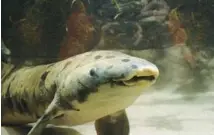  ?? SHEDD AQUARIUM ?? Australian lungfish Granddad in 1982.