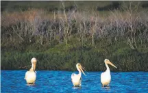  ??  ?? A group of pelicans pauses in the rising bay water in a marsh at the Hayward Shoreline Regional Park.