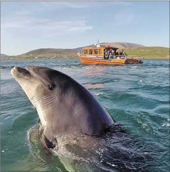  ?? Photo: Jeannine Massett/Rudi Schamart ?? Never a dull moment: It’s all go for Fungie in Dingle Harbour.