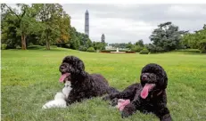 ??  ?? Barack Obamas Hunde Bo (links) und Sunny machen es sich 2013 auf dem Südrasen des Weißen Hauses gemütlich.