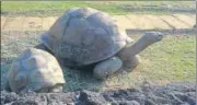  ??  ?? 200 years old tortoises