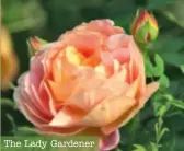  ??  ?? The Lady Gardener