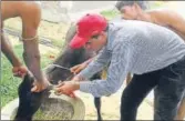  ??  ?? An official punches the Aadhaar tag on a cow in Ranchi.