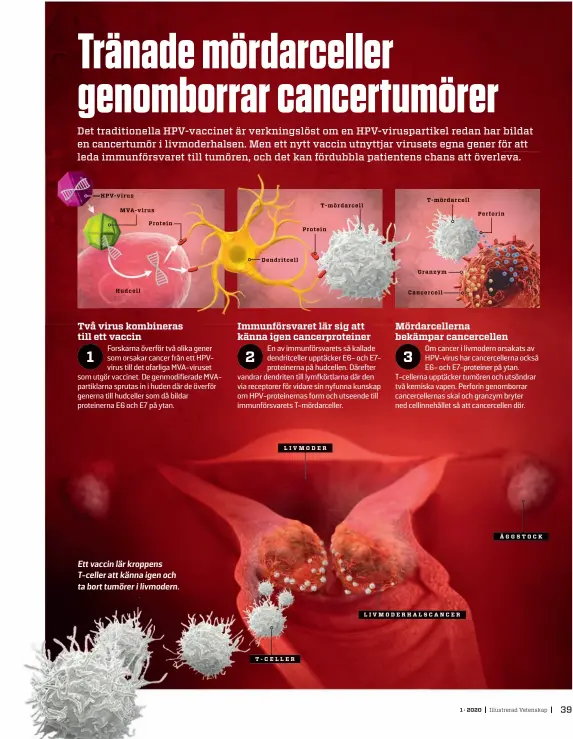  ??  ?? HPV-virus
MVA-virus
Hudcell
Protein
Ett vaccin lär kroppens T-celler att känna igen och ta bort tumörer i livmodern.
Dendritcel­l
T-CELLER
T-mördarcell
Protein
LIVMODER
T-mördarcell
Granzym
Cancercell
LIVMODERHA­LSCANCER
Perforin 1 · 2020 ÄGGSTOCK