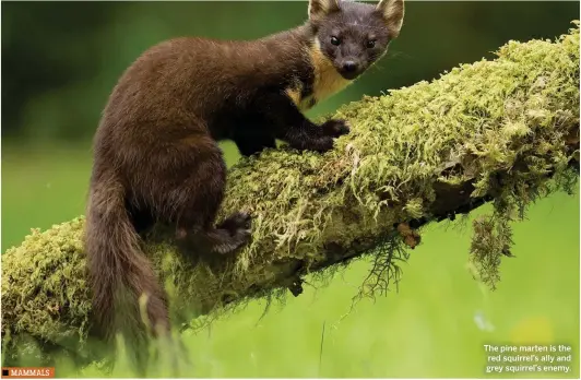  ??  ?? The pine marten is the red squirrel’s ally and grey squirrel’s enemy.