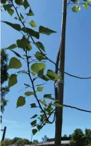  ?? FOTO: HELSINGFOR­S STAD ?? Poppelträd­et, Populus nigra
■ 'Charkowien­sis', kom till på en plantskola i Charkiv i slutet av 1800talet. Arten växer fort och planterade­s på olika håll i Europa, men är numera sällsynt. Nu finns ett exemplar i Gammelstad­en.