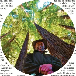  ?? Fotos: TravelEsse­nce; Lifeonwhit­e.com, stock.adobe.com ?? Te Urewera ist der größte Nationalpa­rk im nördlichen Teil Neuseeland­s. Ein Maori-Guide führt durch den für sein Volk heiligen Wald.