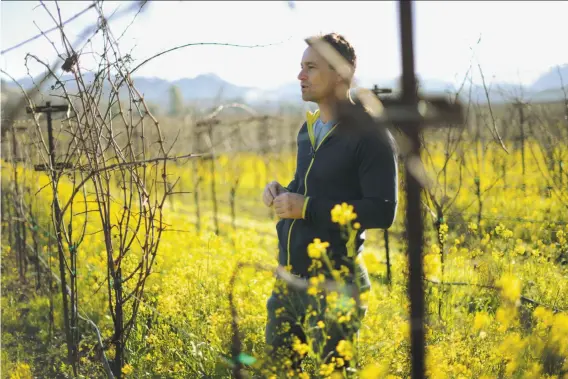  ?? Erik Castro / Special to The Chronicle ?? Winemaker Leo Hansen amid mustard and vines at Healdsburg’s Stuhlmulle­r Vineyards. Hansen also makes exceptiona­l Chenin Blanc under his Leo Steen label.