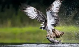  ??  ?? Below: fish-eating birds such as ospreys could pluck their prey from one water and drop them into another during flight.