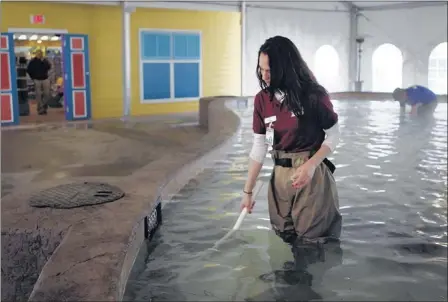  ?? ALAN SPEARMAN/THE COMMERCIAL APPEAL ?? Emily Burford feeds a shark at Stingray Bay, a temporary exhibit that opens Saturday at the Memphis Zoo. It features 31 stingrays and eight sharks.