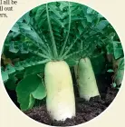  ??  ?? Daikon radishes make an ideal green crop, especially good for breaking up compacted soil.