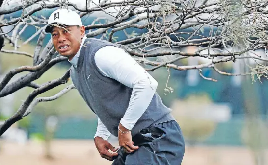  ?? Photo: REUTERS ?? Where to from here?: Tiger Woods surveys his options from under a tree in the rough on the 11th hole during the second round of the Phoenix Open last week when he shot an 11-over-par 82.