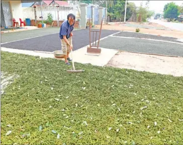  ?? POST STAFF ?? A farmer harvests pepper in Ratanakkir­i province.