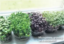  ??  ?? Microgreen­s growing on a windowsill