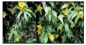  ?? Special to the Democrat-Gazette/JANET B. CARSON ?? Carolina jasmine or jessamine (Gelsemium sempervire­ns) has yellow flowers.