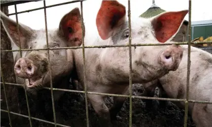  ?? ?? Genome editing could make pigs resistant to the porcine reproducti­ve and respirator­y syndrome virus. Photograph: Judith Jockel/The Guardian