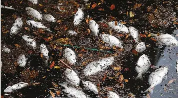  ?? EVE EDELHEIT ?? Dead fish float in a marina in Sarasota, Fla. Florida Gov. Rick Scott declared a state of emergency in several counties due to red tide, a poisonous algal bloom that is native to the Gulf of Mexico.