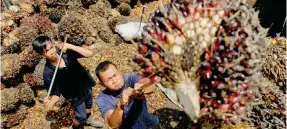  ?? Photo: Reuters ?? Workers collect palm fruit in Indonesia. The country is a major supplier of palm oil.