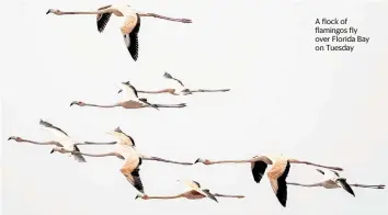  ?? ?? A flock of flamingos fly over Florida Bay on Tuesday