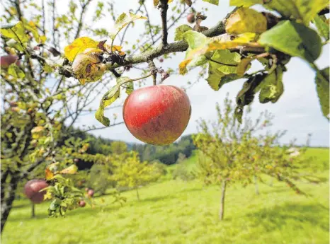  ?? ARCHIVFOTO: PATRICK SEEGER/DPA ?? Streuobstb­äume auf städtische­n Wiesen müssen gepflegt werden – die Kosten dafür liegen einem Stadtrat deutlich zu hoch.