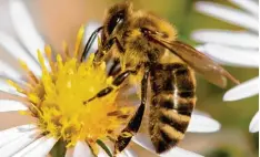  ?? Symbolfoto: Sven Hoppe, dpa ?? Lithiumchl­orid soll gegen die Varroa Milben wirken, die Bienen befallen. Imker aus der Region sind jedoch skeptisch.