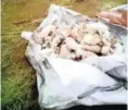  ??  ?? UNHYGIENIC: Dumped carcasses found near Newvale last week