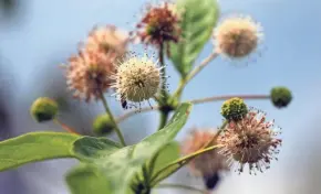  ?? ANGELA PETERSON, MILWAUKEE JOURNAL SENTINEL ?? Button bush is a shrub that attracts butterflie­s. It has glossy green leaves and fragrant, round white flower clusters in summer. It's among the Witts' favorite plants.