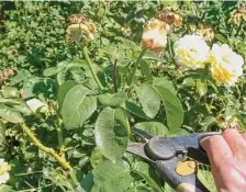  ?? Chronicle file ?? Deadhead establishe­d roses just above a leaf with five leaflets.