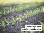  ?? ?? Cover crops need careful considerat­ion