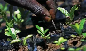  ??  ?? The #TeamTrees project has a target of $20m – with each $1 donation planting one tree. Photograph: Tony Karumba/AFP