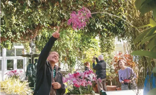  ??  ?? 幸福的紐約人，每年都可以在紐約植物­園欣賞世界各地奇珍異­種的蘭花。 (圖皆為作者提供)