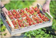  ?? FOTOS: DJD ?? Frische Erdbeeren vom Feld.