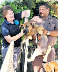  ??  ?? Candy, held by owner Mark Jones, is vaccinated by Vanessa Meyer under the watchful eye of Chase