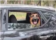  ?? GETTY IMAGES/ISTOCKPHOT­O ?? Some vehicles have special features to accommodat­e traveling with dogs.