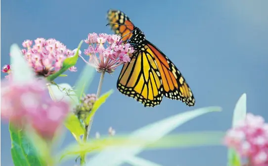  ?? ANN HEISENFELT/THE ASSOCIATED PRESS ?? Monarch butterflie­s are dependent on milkweed, which is the only host for their eggs and sole sustenance for the caterpilla­rs.