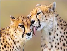  ?? ?? SEVENTY years after they went extinct on the subcontine­nt cheetahs are to return to Indian jungles.