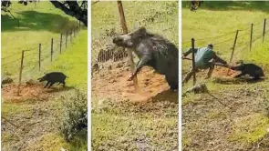  ??  ?? Las piaras causan daños terribles: rompen alambrados, roen postes y hasta pueden comerse dos hectáreas de maíz en un día.